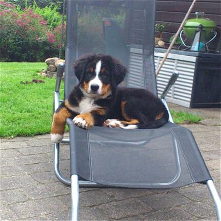 Berner sennenhund Carlos billede 6