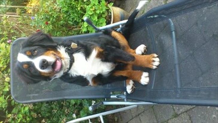 Berner sennenhund Carlos - Kongen af Lillefelden. :) billede 7