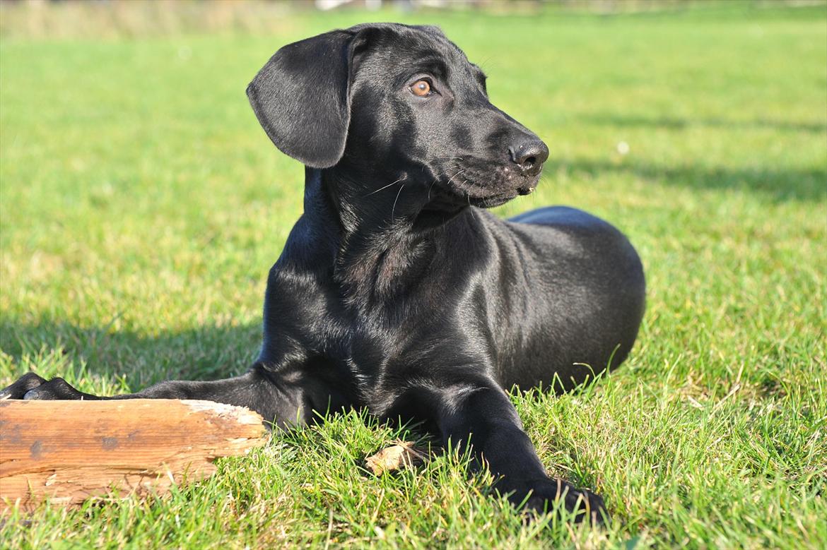 Blanding af racer Buster billede 5