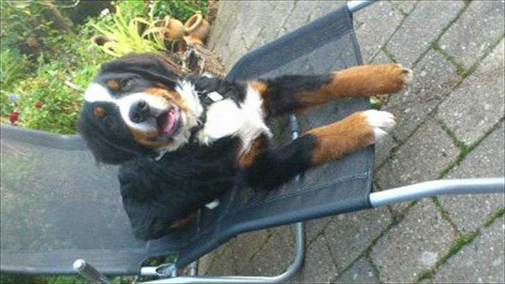 Berner sennenhund Carlos - Rå hygge. Kunne lige bruge et ben og tygge i. ;) billede 8