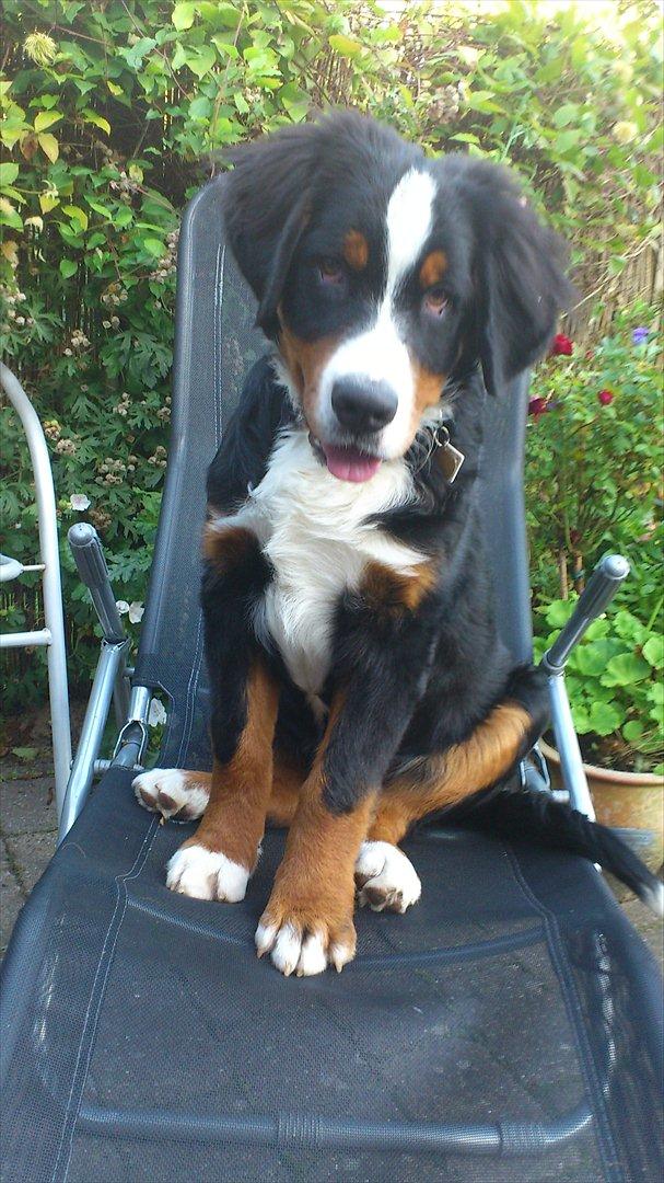 Berner sennenhund Carlos - Charmetrolden 5 mdr. gammel

Billede 7, 8, 9 er fra sammedato. billede 9