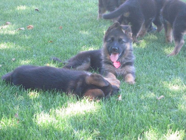 Schæferhund Sifirik's Bellis - Bellis som 8 uger (-: billede 2