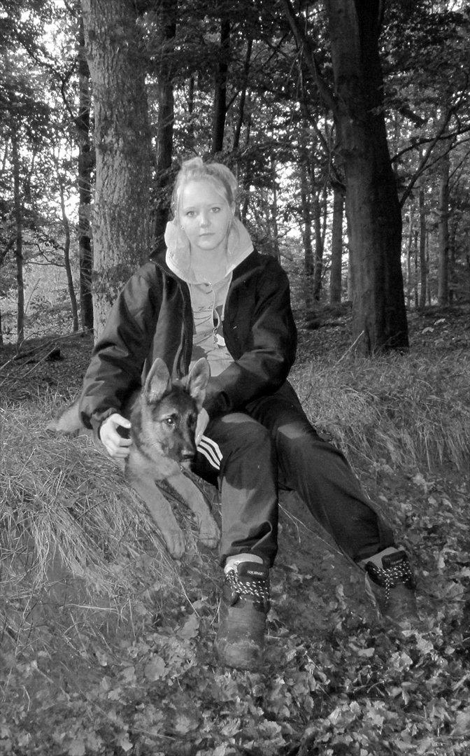 Schæferhund Sifirik's Bellis - mix match :-) billede 3