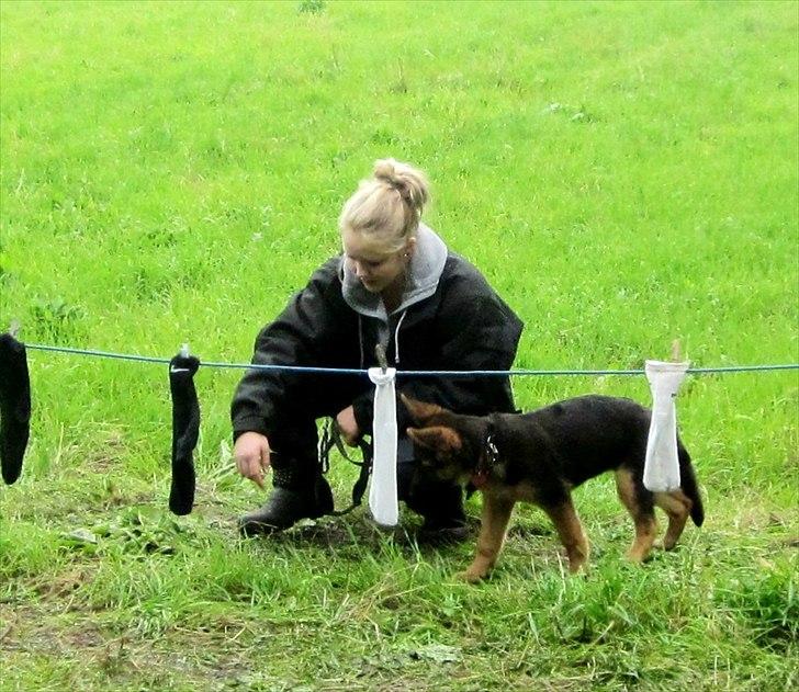 Schæferhund Sifirik's Bellis billede 4