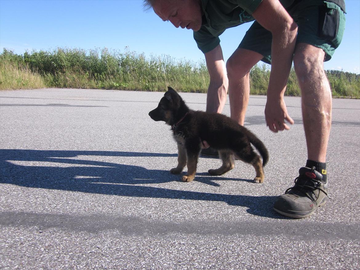 Schæferhund Sifirik's Bellis - 7 uger (-: billede 5