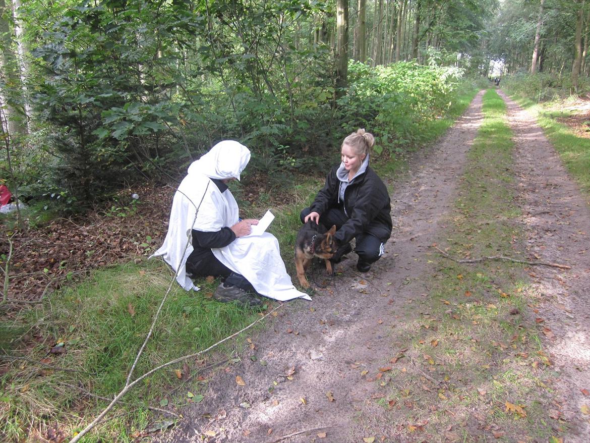 Schæferhund Sifirik's Bellis - til mix match, møde med et spøgelse (-: billede 7