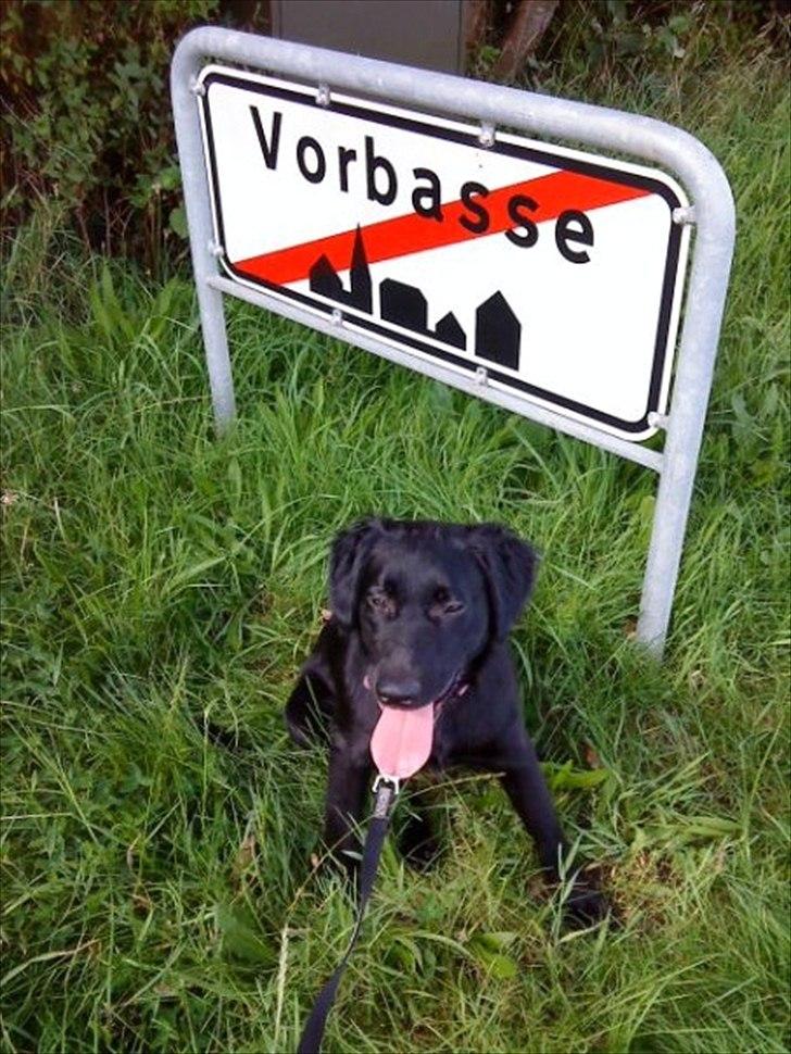 Blanding af racer Trunte billede 5