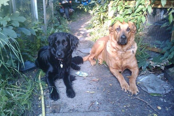 Blanding af racer Trunte billede 4