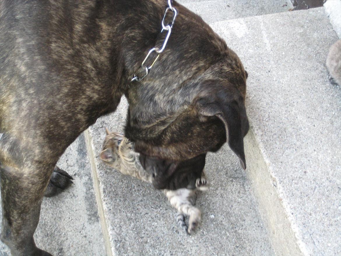 Dogo canario boss billede 15