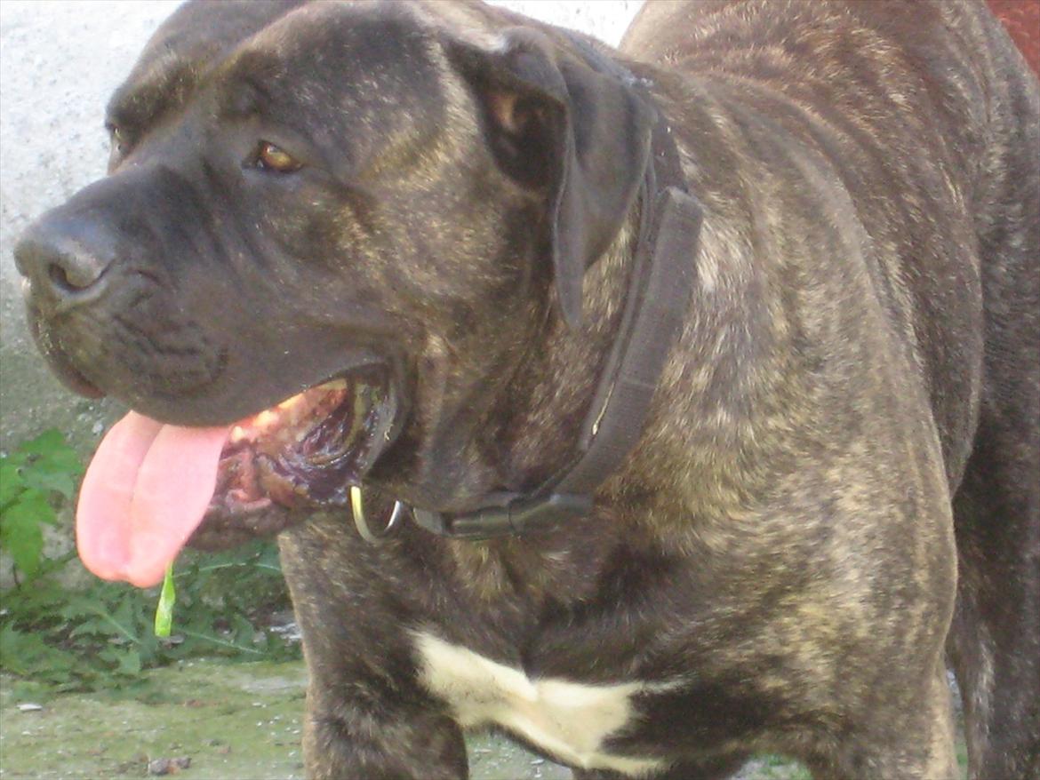 Dogo canario boss billede 16