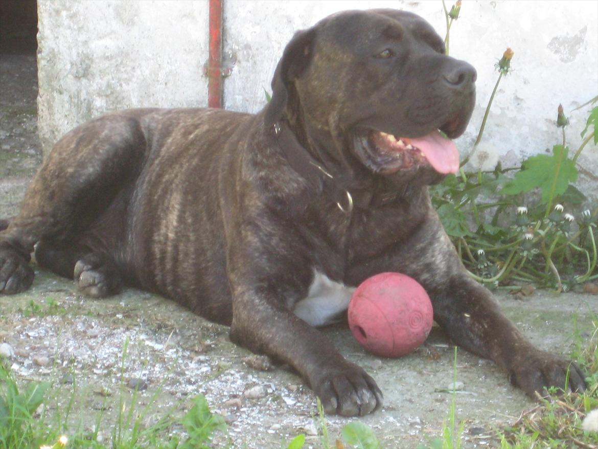 Dogo canario boss billede 17