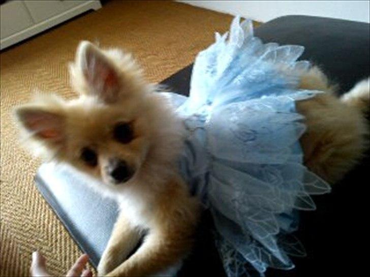 Pomeranian Luca - Min lille han hund ;-) billede 6