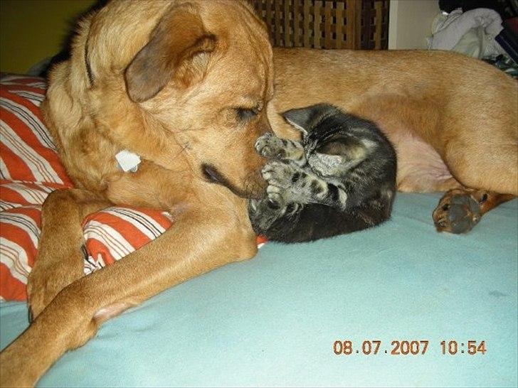 Blanding af racer Charlie - Charlie og hans bedste ven Katten Mikkel :) billede 6