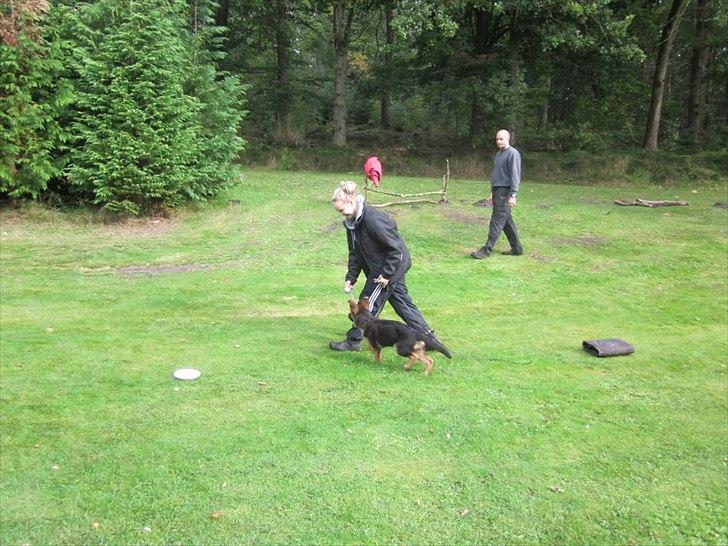 Schæferhund Sifirik's Bellis - forhindringsbane, til Mix match billede 13