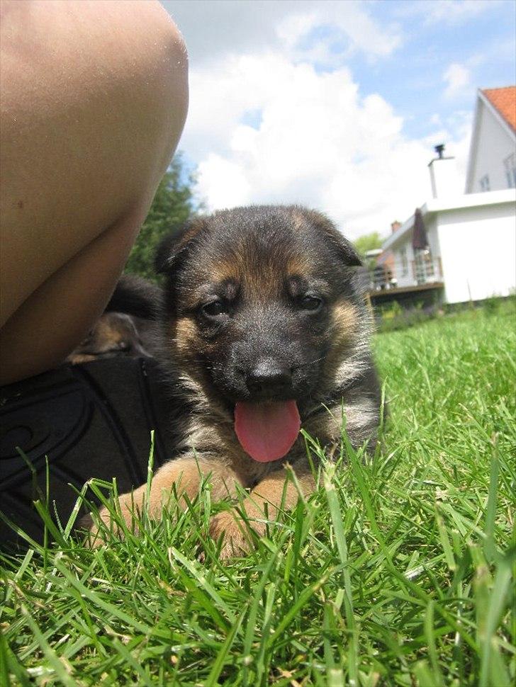 Schæferhund Sifirik's Bellis - lille pigen (-: billede 14