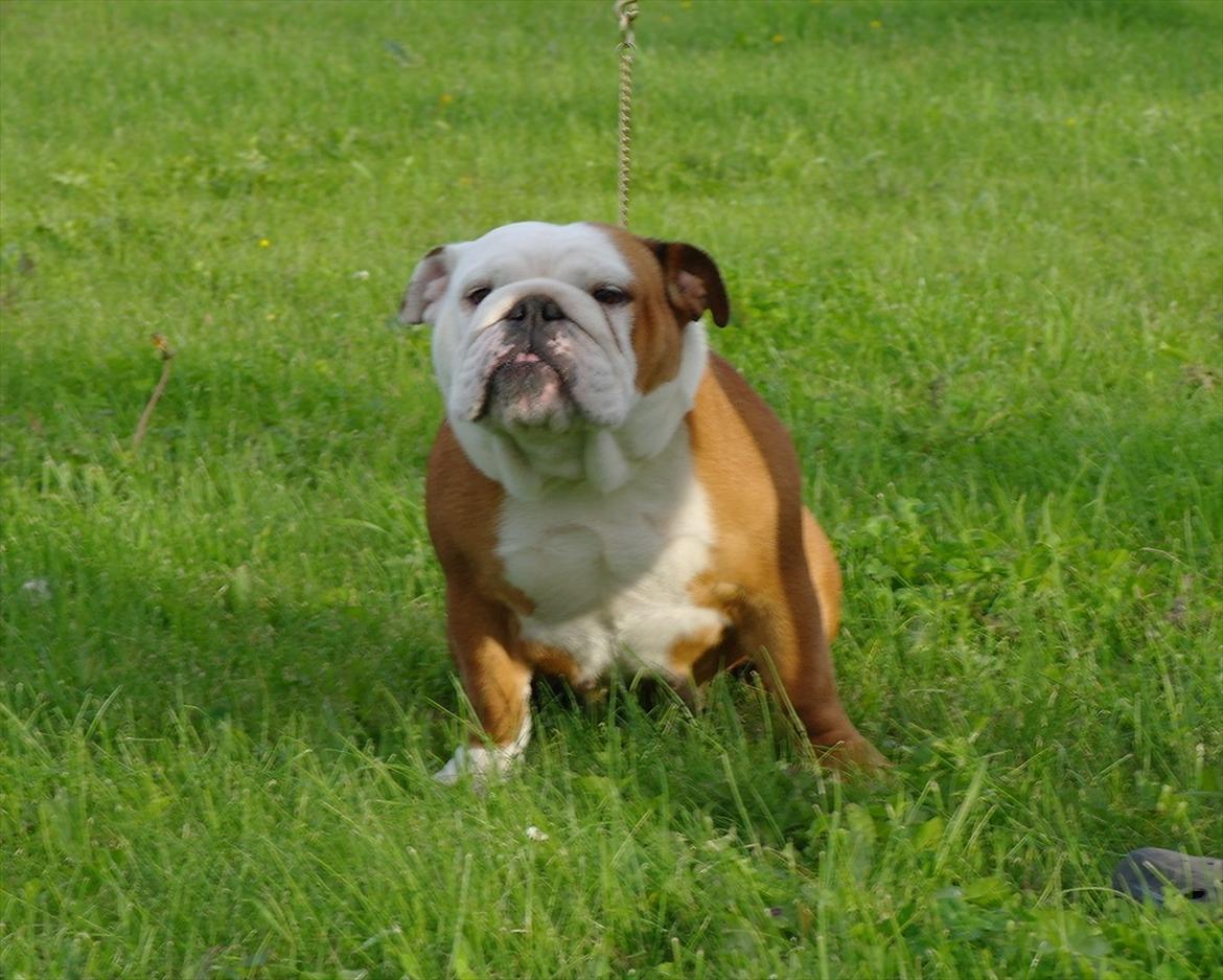 Engelsk bulldog Tala billede 2