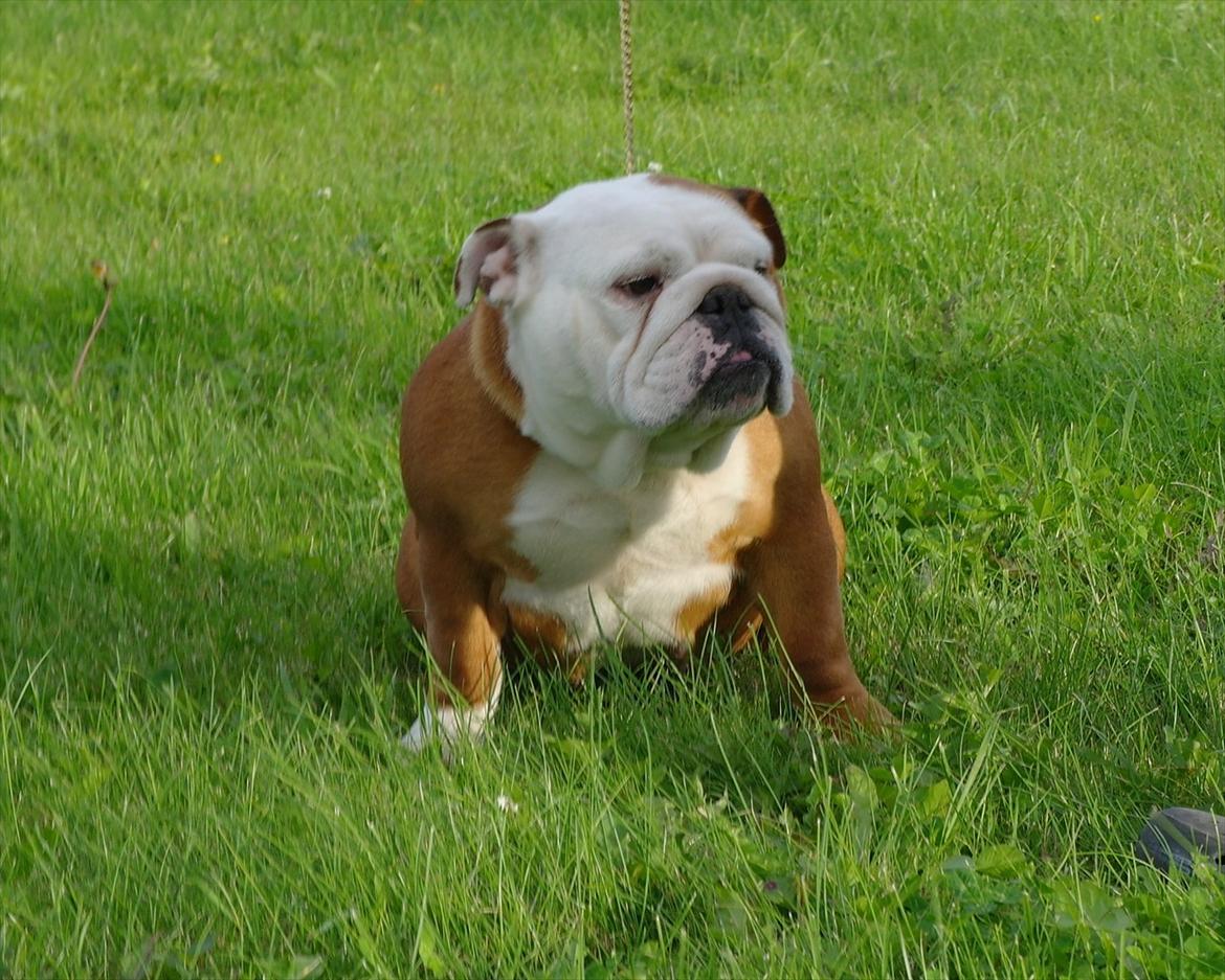 Engelsk bulldog Tala billede 3