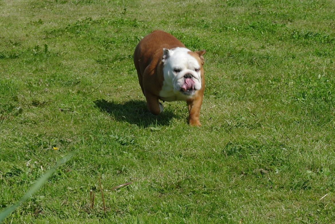 Engelsk bulldog Tala billede 4