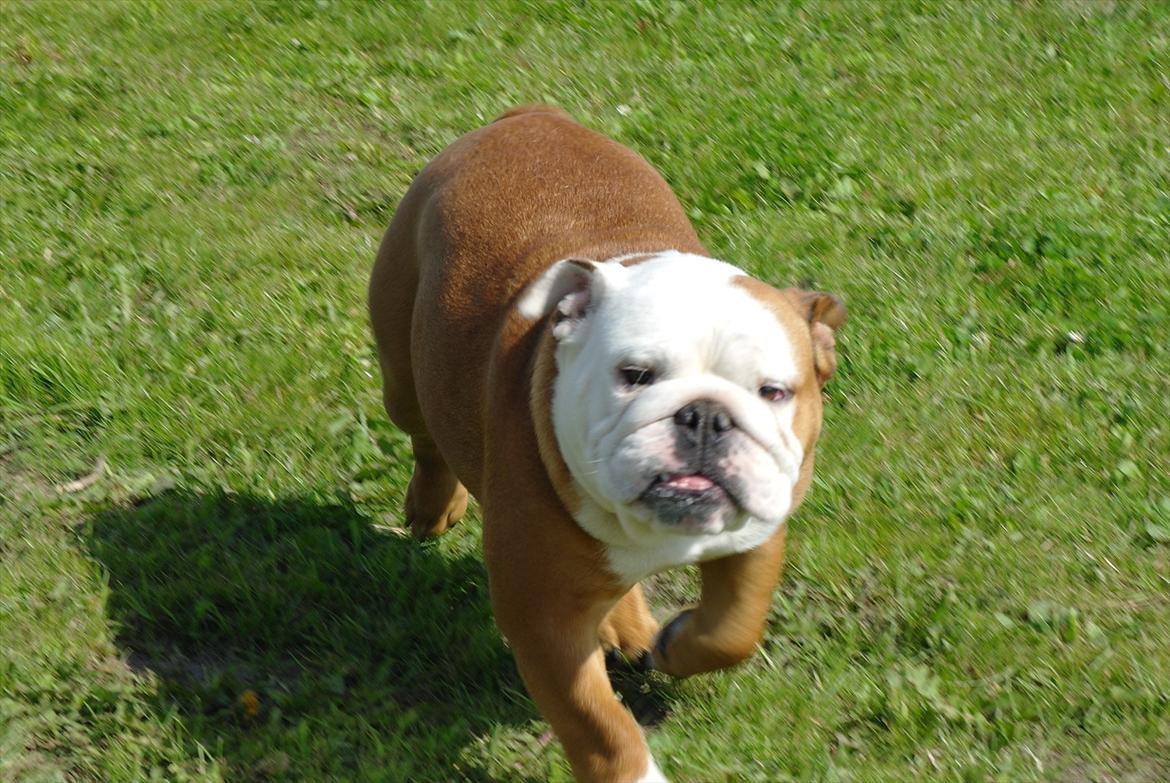 Engelsk bulldog Tala billede 5