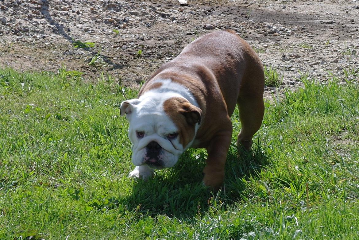 Engelsk bulldog Tala billede 6