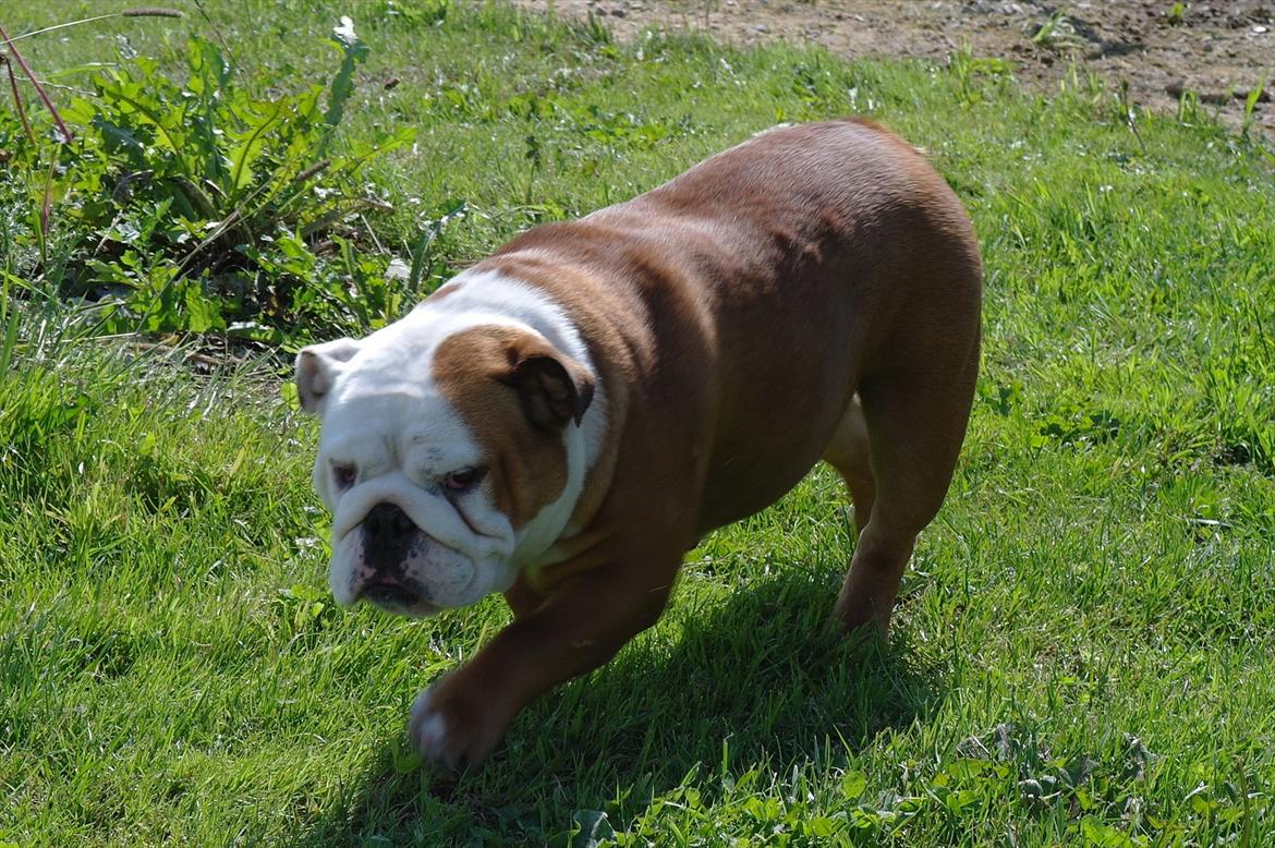 Engelsk bulldog Tala billede 7