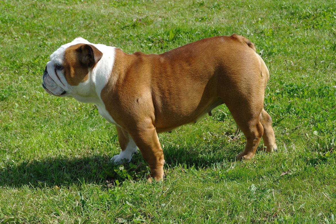 Engelsk bulldog Tala billede 8