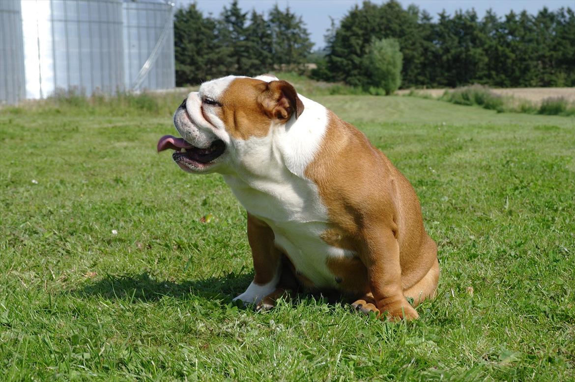 Engelsk bulldog Tala billede 14