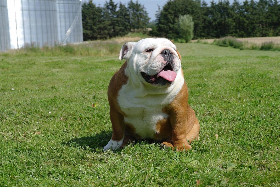 Engelsk bulldog Tala billede 15