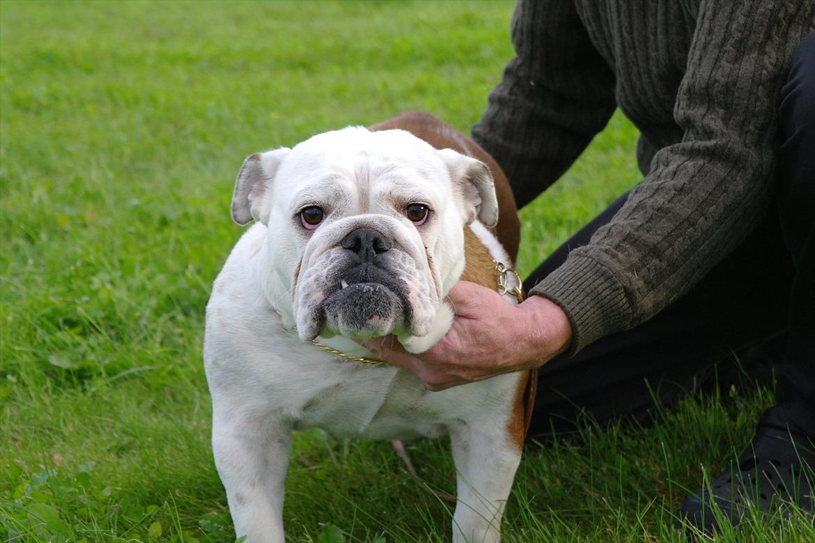 Engelsk bulldog I Love you Bull of Streammal. - I love you bull of stremmal daglig tale TUTTE billede 1