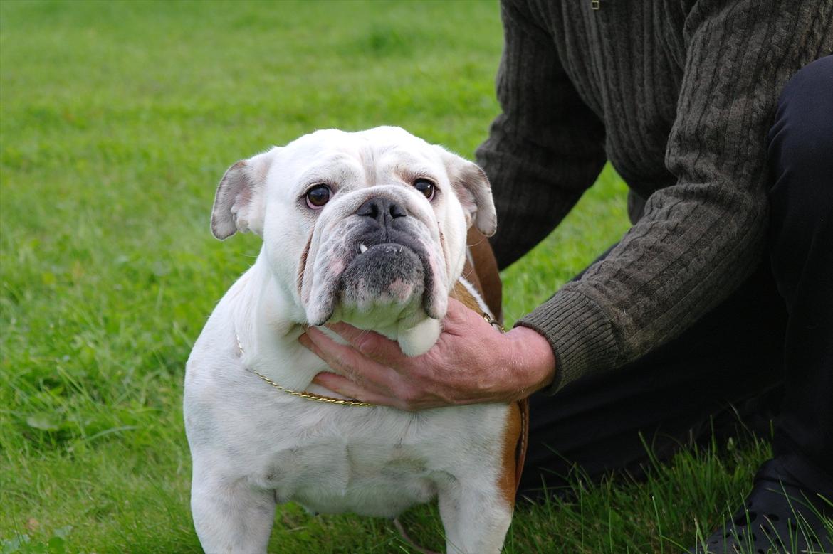 Engelsk bulldog I Love you Bull of Streammal. billede 2