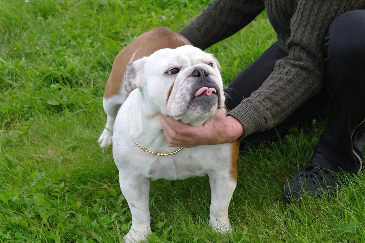 Engelsk bulldog I Love you Bull of Streammal. billede 3