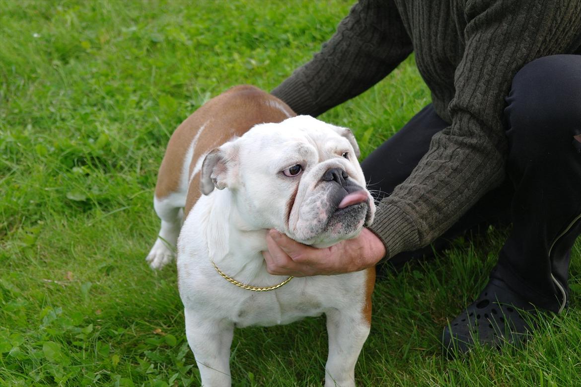 Engelsk bulldog I Love you Bull of Streammal. billede 4