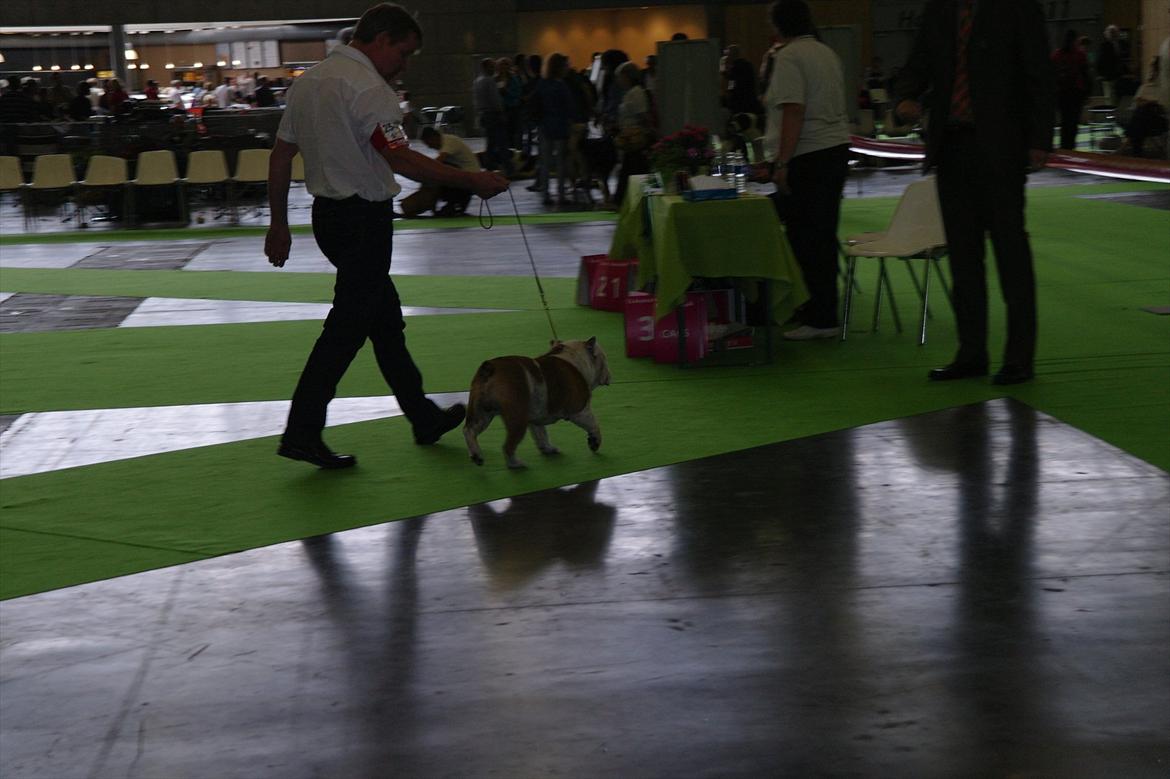 Engelsk bulldog I Love you Bull of Streammal. - Tutte i Paris WDS 2011 billede 5