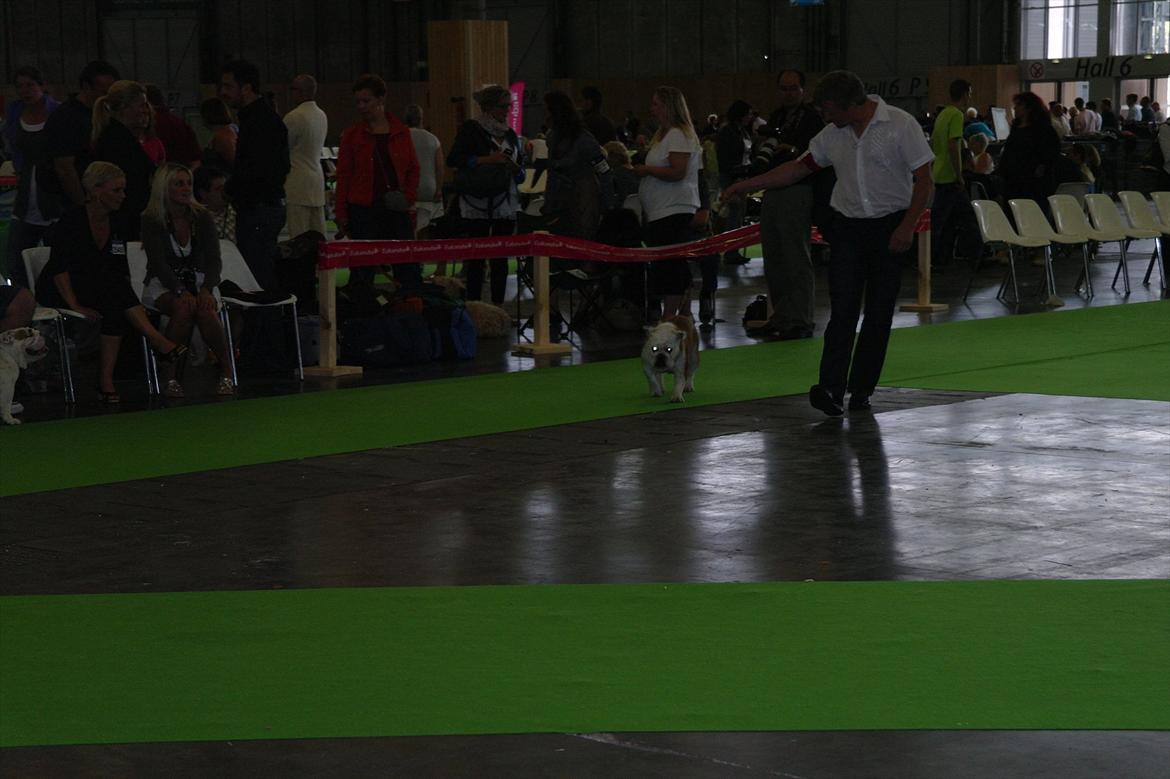 Engelsk bulldog I Love you Bull of Streammal. billede 6