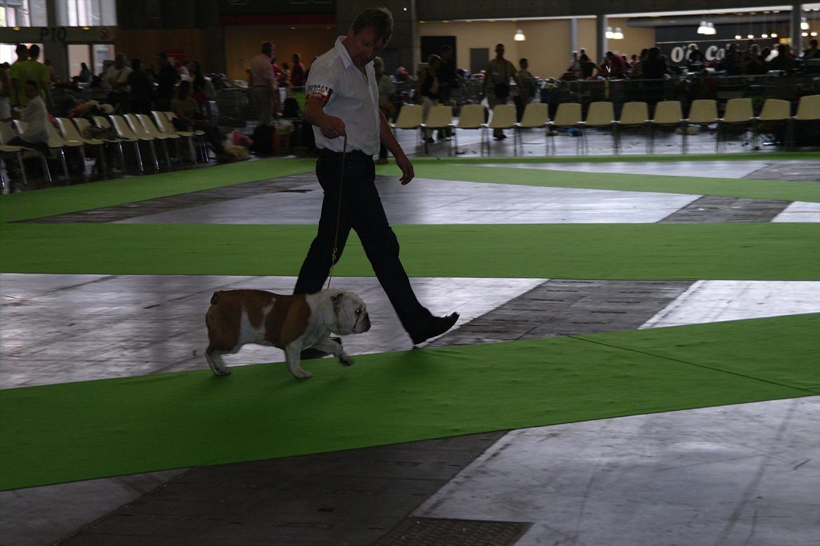 Engelsk bulldog I Love you Bull of Streammal. billede 7