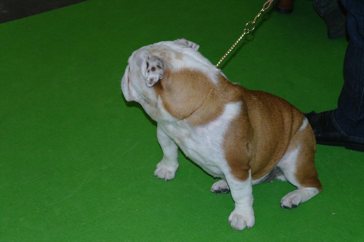 Engelsk bulldog I Love you Bull of Streammal. billede 8