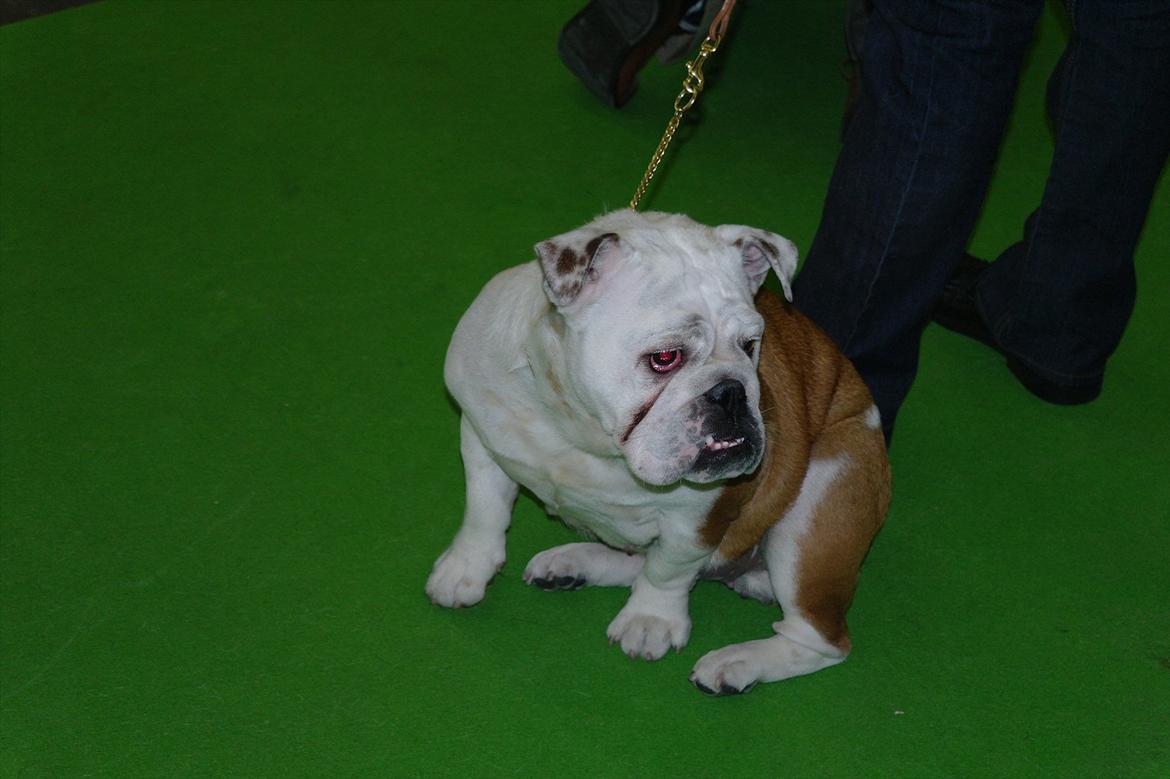 Engelsk bulldog I Love you Bull of Streammal. billede 9