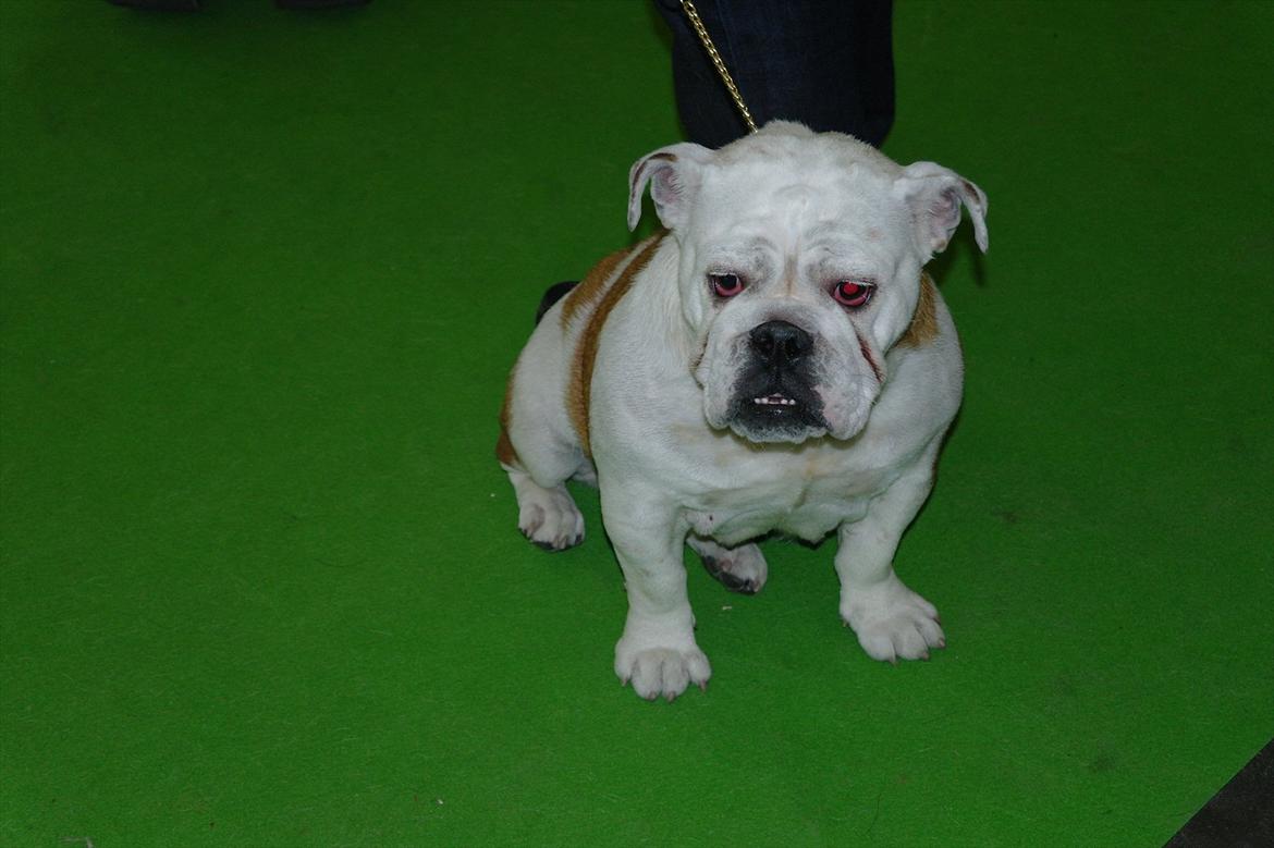 Engelsk bulldog I Love you Bull of Streammal. billede 10