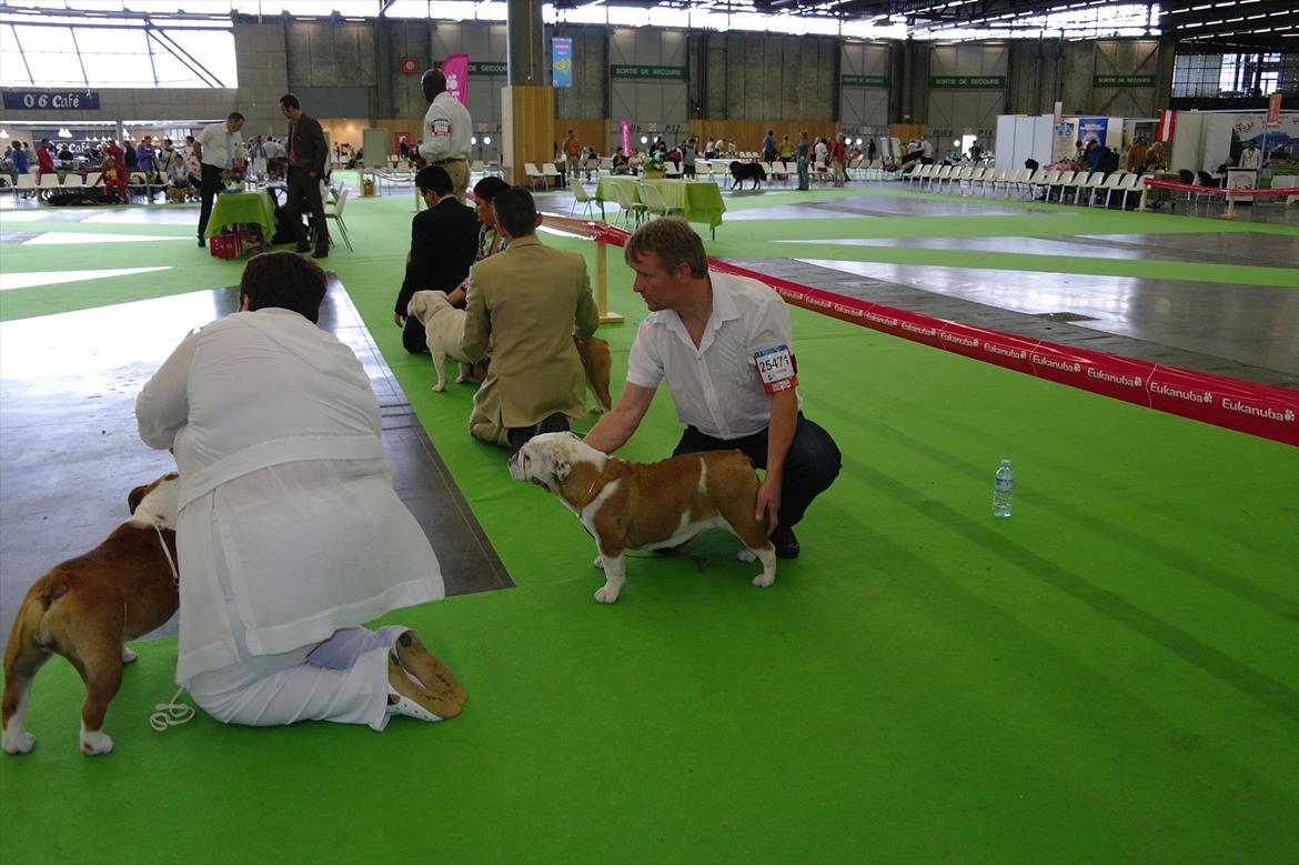 Engelsk bulldog I Love you Bull of Streammal. billede 11