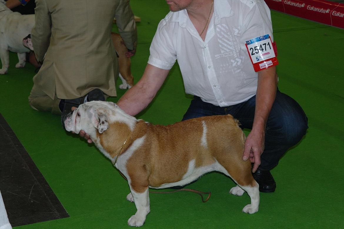 Engelsk bulldog I Love you Bull of Streammal. billede 12