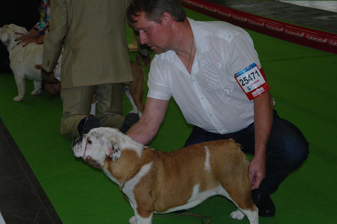 Engelsk bulldog I Love you Bull of Streammal. billede 13