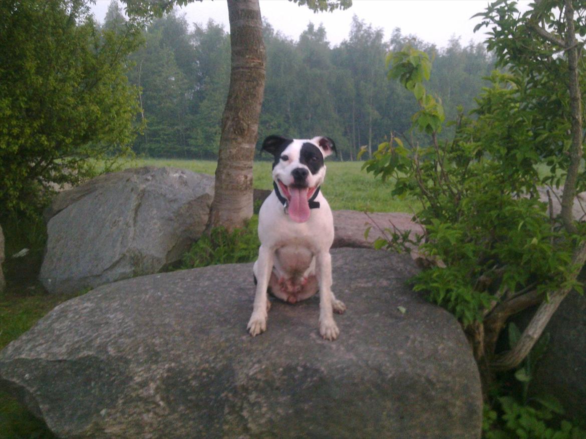 Amerikansk staffordshire terrier Calli RIP billede 9