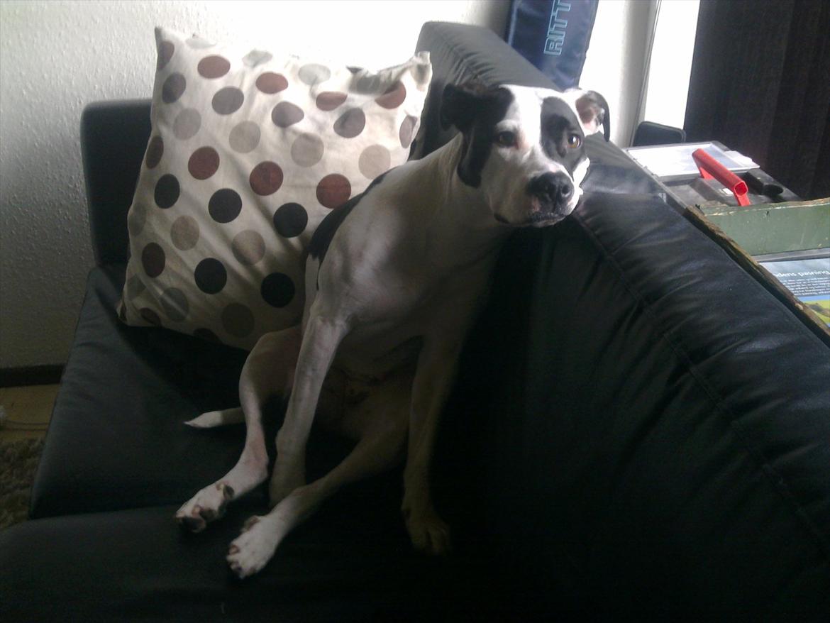 Amerikansk staffordshire terrier Calli RIP - smukke hund som sidder meget mærkeligt billede 10