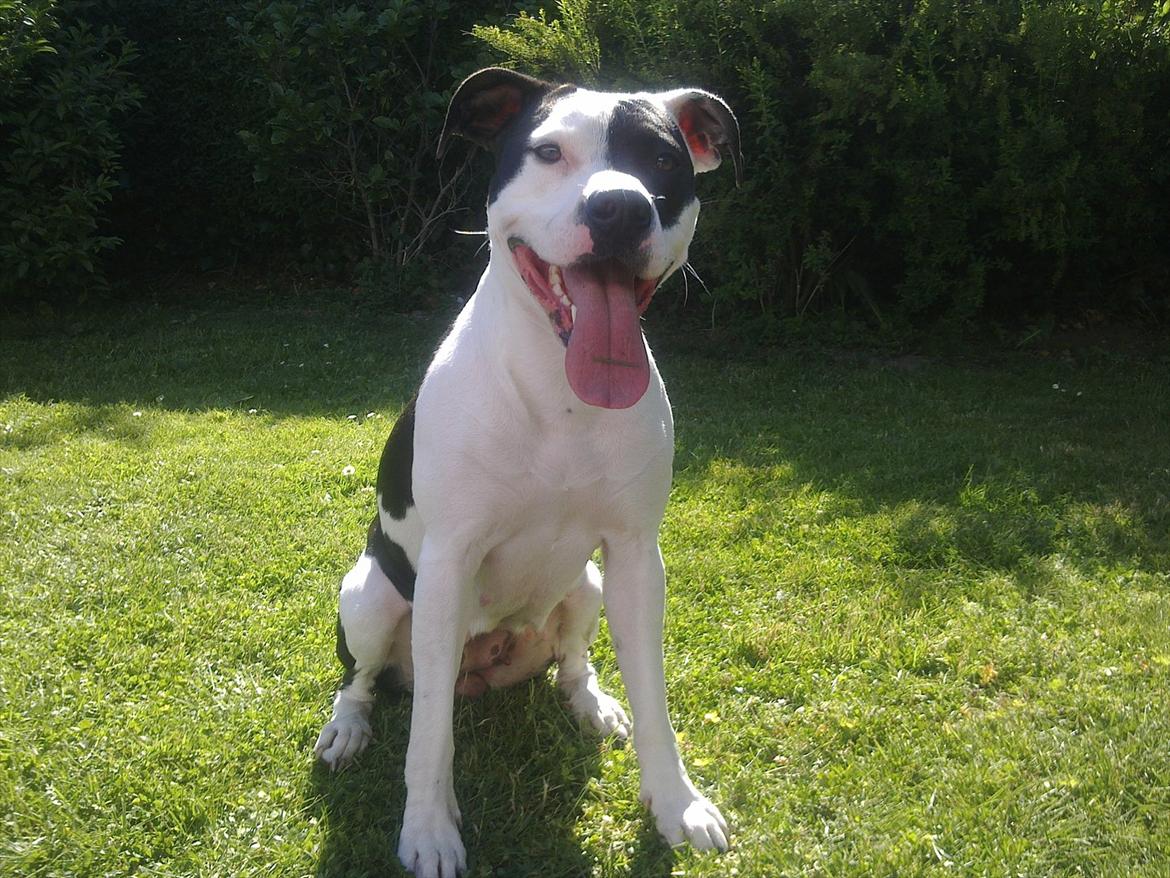 Amerikansk staffordshire terrier Calli RIP billede 11