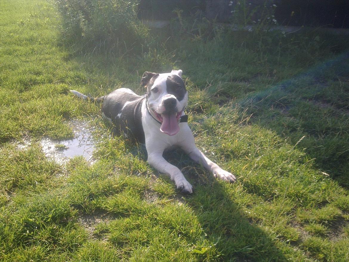 Amerikansk staffordshire terrier Calli RIP - hun havde det varmt, så hvorfor ikke bare lægge sig ned i en vandpyt billede 12