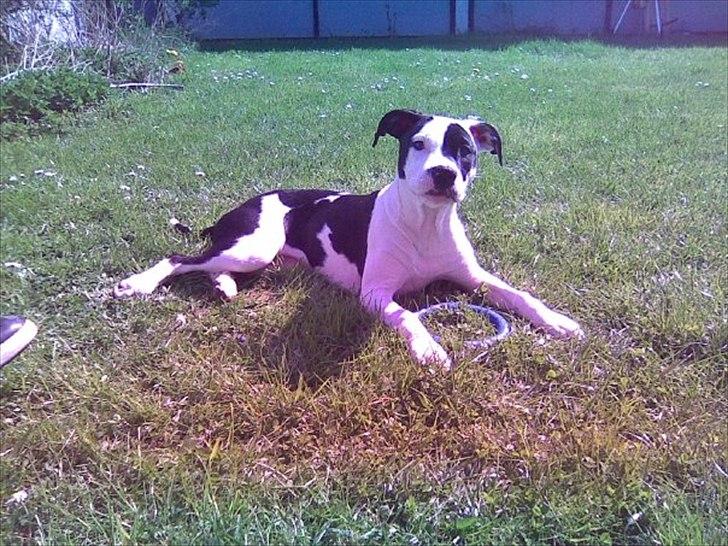 Amerikansk staffordshire terrier Calli RIP billede 13