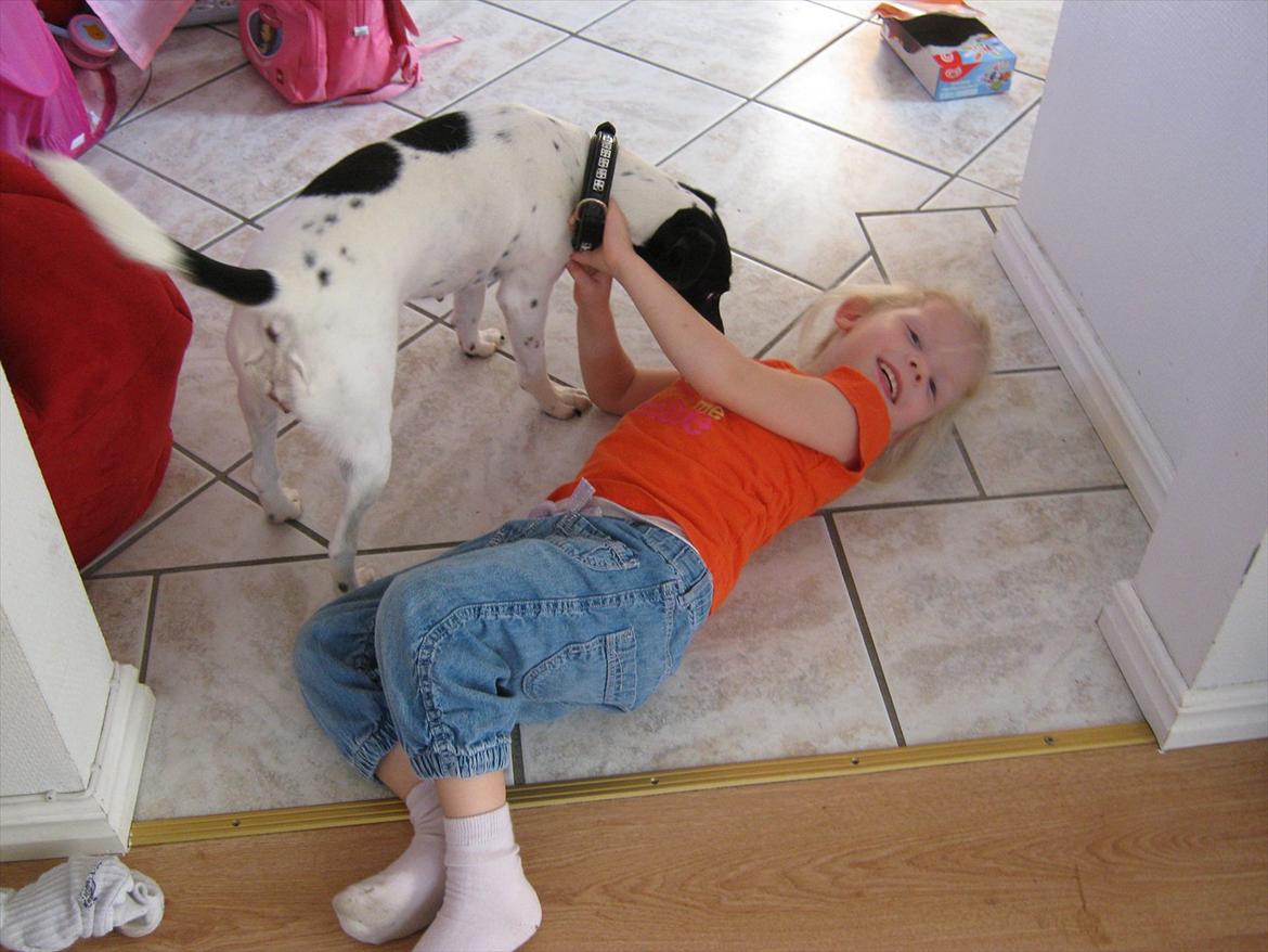 Blanding af racer MAI billede 8