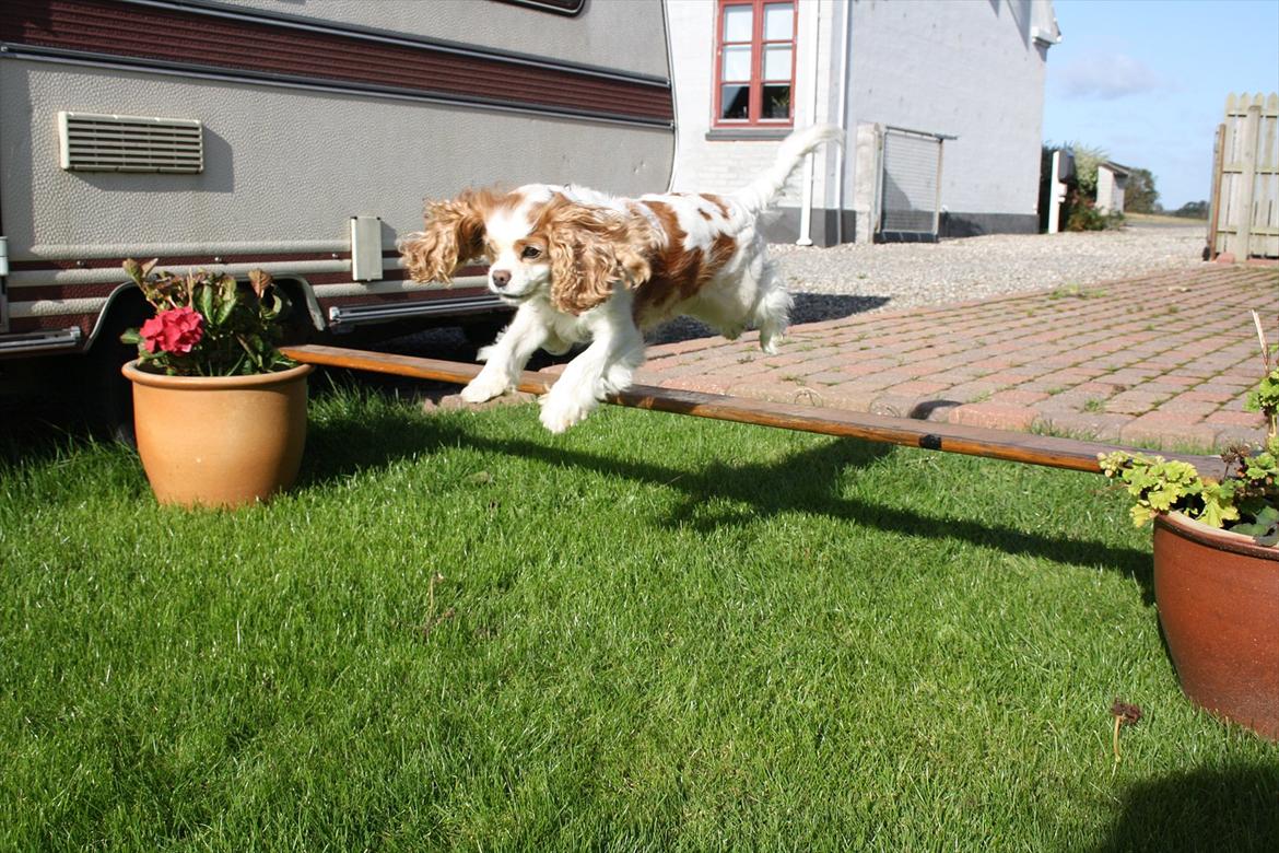 Cavalier king charles spaniel Angel - Nøj, hvor du flyver. Angel er en utrolig springer. Har sprunget ca 60 cm. Men nu må der tages hensyn til alderen, så kun hygge spring nu.  billede 4