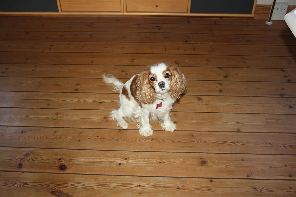Cavalier king charles spaniel Angel - Hvem kan sige nej til dig? 
Min dejlige pige :) Du tigger så pænt ;) billede 6