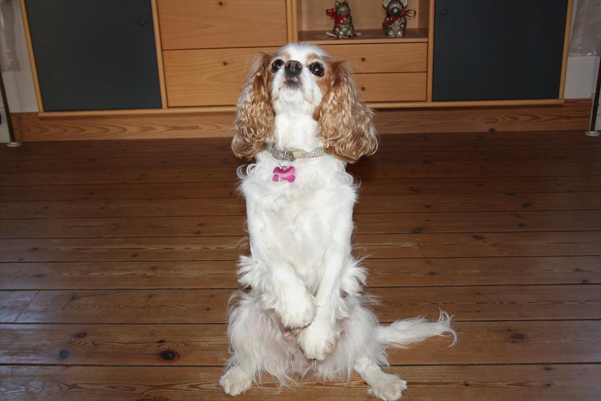 Cavalier king charles spaniel Angel - Her i tricket "op" billede 7